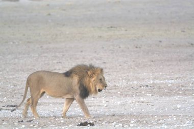 Afrika 'da Namibya aslanı