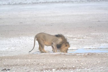 Şirin bir Afrika aslanının yakın plan fotoğrafı.