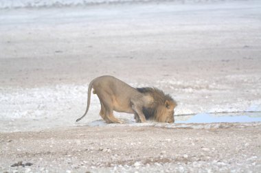 Etoşa Ulusal Parkı, Namibya 'daki delikte aslan içme suyu.