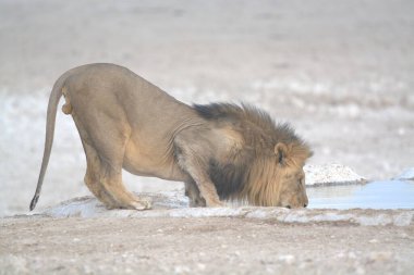 Karda yürüyen bir aslan.