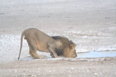 Yerdeki delikten su içen aslan.