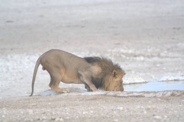 Namibya 'daki Etoşa Milli Parkı' nda aslan var.