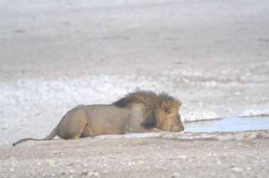 Doğanın güzel manzarası
