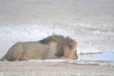 Beyaz aslan içme suyu