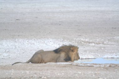 Afrika aslanı (panthera leo) su birikintisinin kumunda oturuyor..