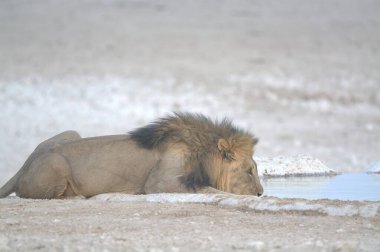Sudaki güzel vahşi beyaz aslan