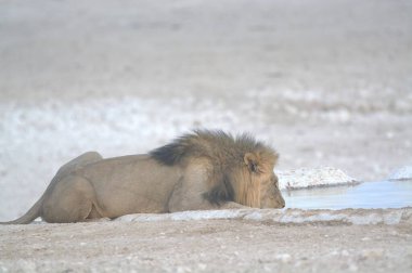 Karda güzel beyaz bir aslan