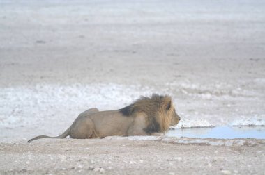 Afrika aslanı içme suyu