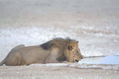 Yerde yatan beyaz bir aslan.