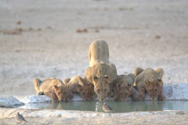 Bir grup aslan suda bir delikte