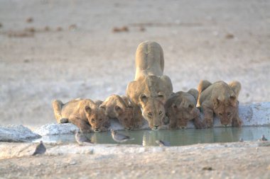 Aslan sürüsü su içiyor.