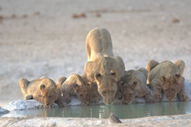 Sudaki bir grup genç hayvan