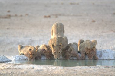 Etoşa, Namibya 'daki su birikintisinde aslan içme suyu.