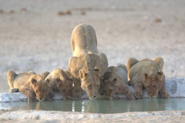 Aslan nehirdeki delikten su içiyor.