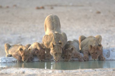 Sudaki bir grup vahşi hayvan.