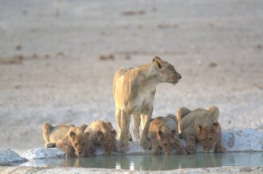 Suda bir grup aslan var.