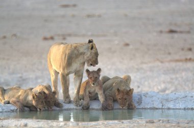 Sudaki bir grup genç hayvan.