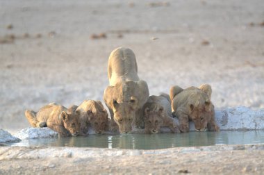 Bir grup genç aslan içme suyu.