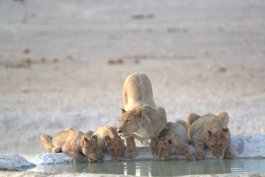Sudaki delikten su içen aslan.