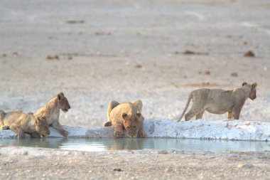 Etoşa Ulusal Parkı 'nda içen bir grup aslan.