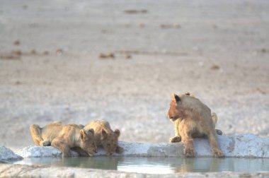 Suda bir aslan grubu.