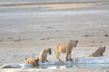 bir grup genç aslanlar
