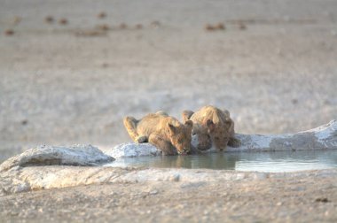 Suda su içen bir grup genç aslan.