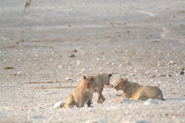 Namibya 'da vahşi bir köpek