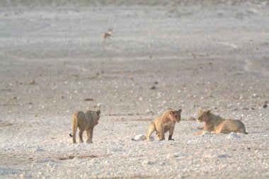 Namibya bozkırında bir aslan