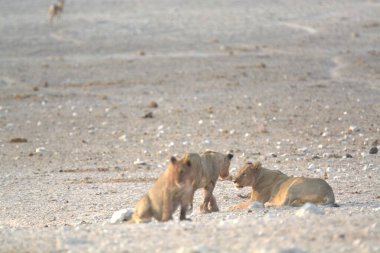 Sahilde oynayan iki köpek.