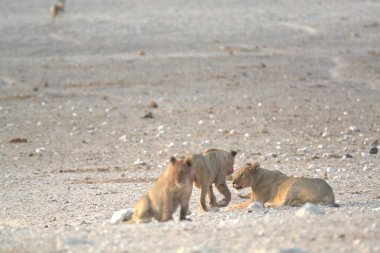 kızıl saçlı köpek (panthera canus cub )
