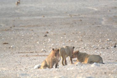 Kumda oynayan bir çift köpek.