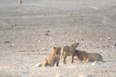 Çöldeki sevimli bir aslanın yakın plan fotoğrafı.
