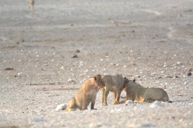 Sahilde bir grup aslan.