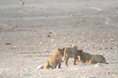 Vahşi hayvanlar, seçici odaklanma