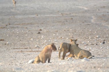 Hayvanat bahçesindeki bir grup aslan.