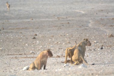 Etoşa 'daki aslanlar