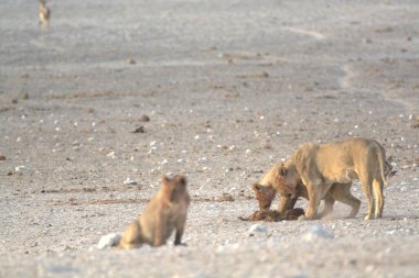 Çölde bir çift aslan.