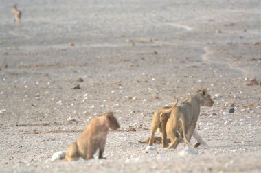 Ormandaki vahşi maymun