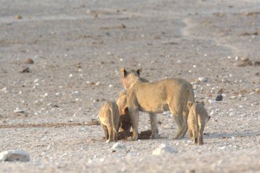 Vahşi atlar, doğa geçmişi.