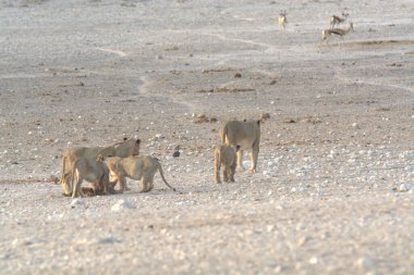 Beyaz kuyruklu aslan (Dişi aslan) bir aslan familyasıdır..