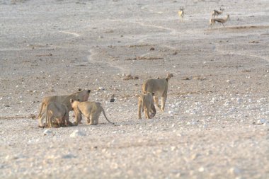 Sevimli yavru aslan, anne ve aslan, annesi kumsalda yürüyor, namibya