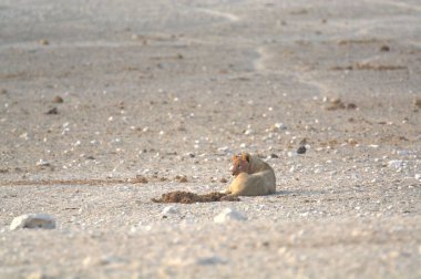 Doğadaki sevimli bebek maymun.