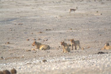 Afrika 'da Namibya aslanı