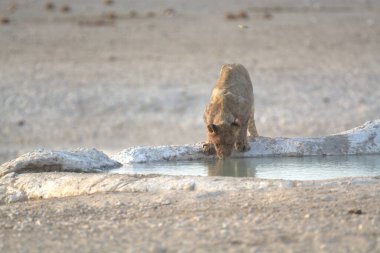 Namibya 'daki su birikintisindeki aslan.