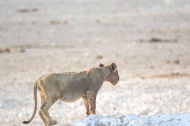 Vahşi aslan çölde yürüyor.