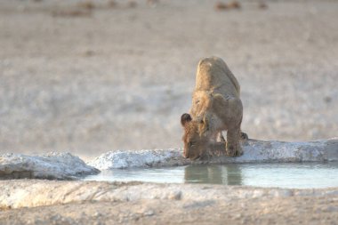 Beyaz bir aslanın içme suyu gibi.