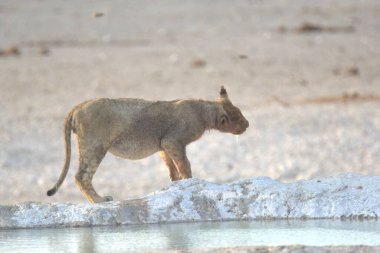 Namibya 'daki Etoşa Milli Parkı' nda bir aslan