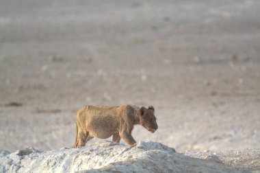 Çöldeki genç aslan.