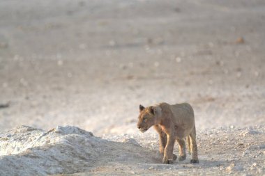 Vahşi kırmızı vahşi at bozkırda